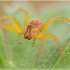 gerandete jagdspinne (dolomedes fimbriatus) .....