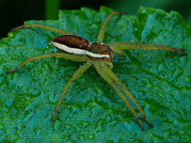 GERANDETE JAGDSPINNE (Dolomedes fimbriatus) IM REGEN