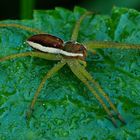 GERANDETE JAGDSPINNE (Dolomedes fimbriatus) IM REGEN