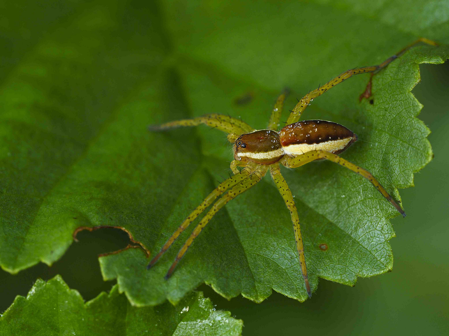 Gerandete Jagdspinne (Dolomedes fimbriatus) in Bottrop