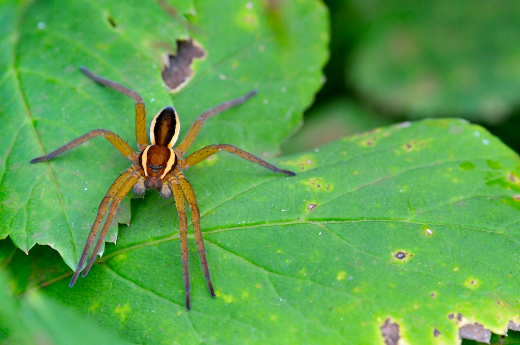 GERANDETE JAGDSPINNE (Dolomedes fimbriatus ) in Bottrop