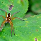 GERANDETE JAGDSPINNE (Dolomedes fimbriatus ) in Bottrop