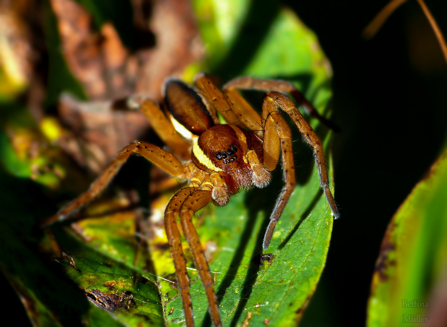 Gerandete Jagdspinne (Dolomedes fimbriatus) - Jungtier