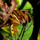 Gerandete Jagdspinne (Dolomedes fimbriatus) - Jungtier