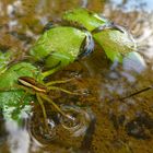 Gerandete Jagdspinne (Dolomedes fimbriatus) lauert auf Beute