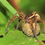 Gerandete Jagdspinne [Dolomedes fimbriatus] mit Kokon