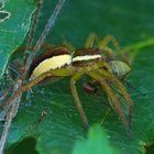 Gerandete Jagdspinne (Dolomedes fimbriatus) nach erfolgreicher Jagd