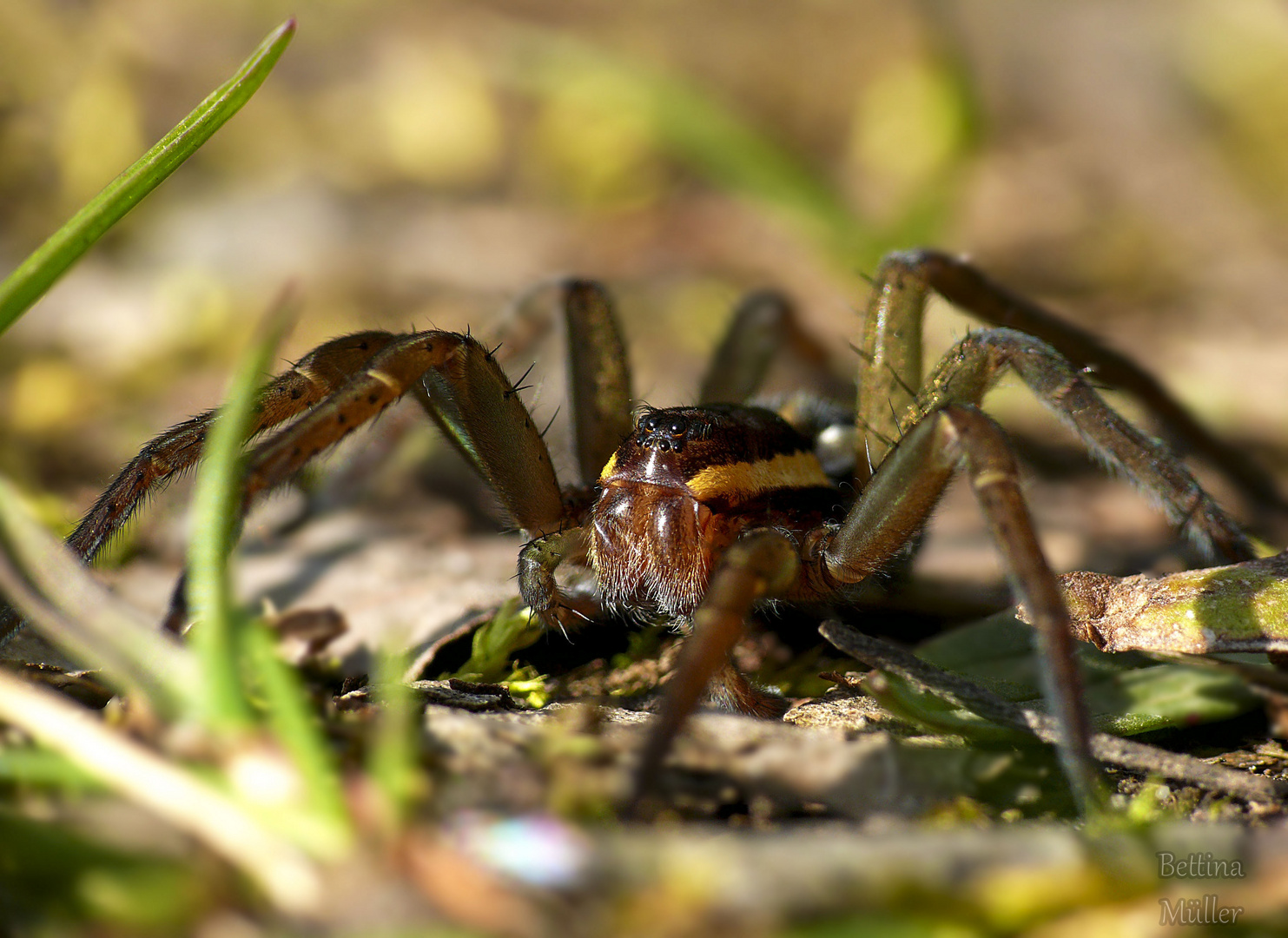 Gerandete Jagdspinne (Dolomedes fimbriatus) Weibchen