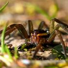 Gerandete Jagdspinne (Dolomedes fimbriatus) Weibchen