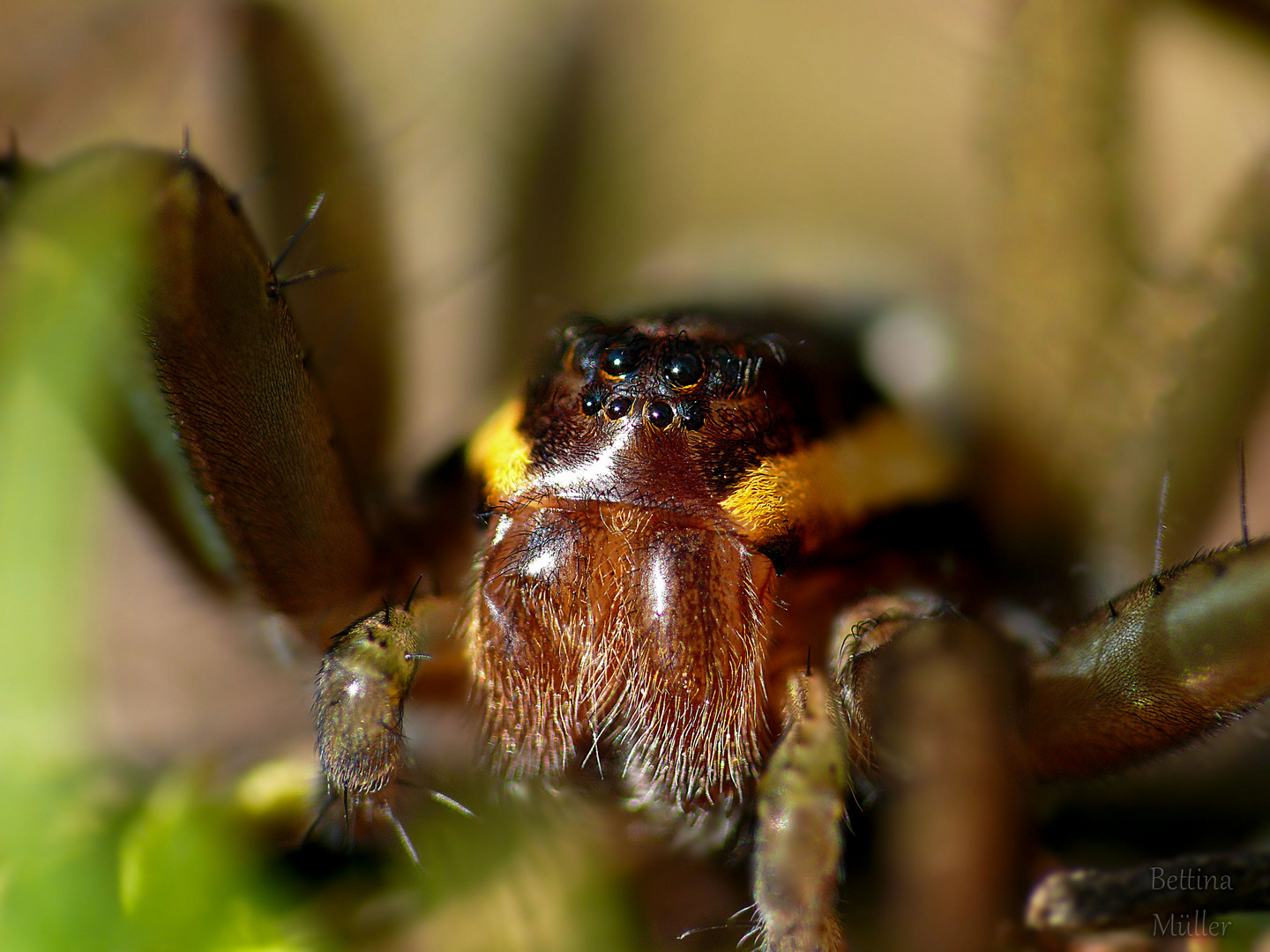 Gerandete Jagdspinne (Dolomedes fimbriatus) Weibchen Portrait