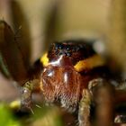 Gerandete Jagdspinne (Dolomedes fimbriatus) Weibchen Portrait