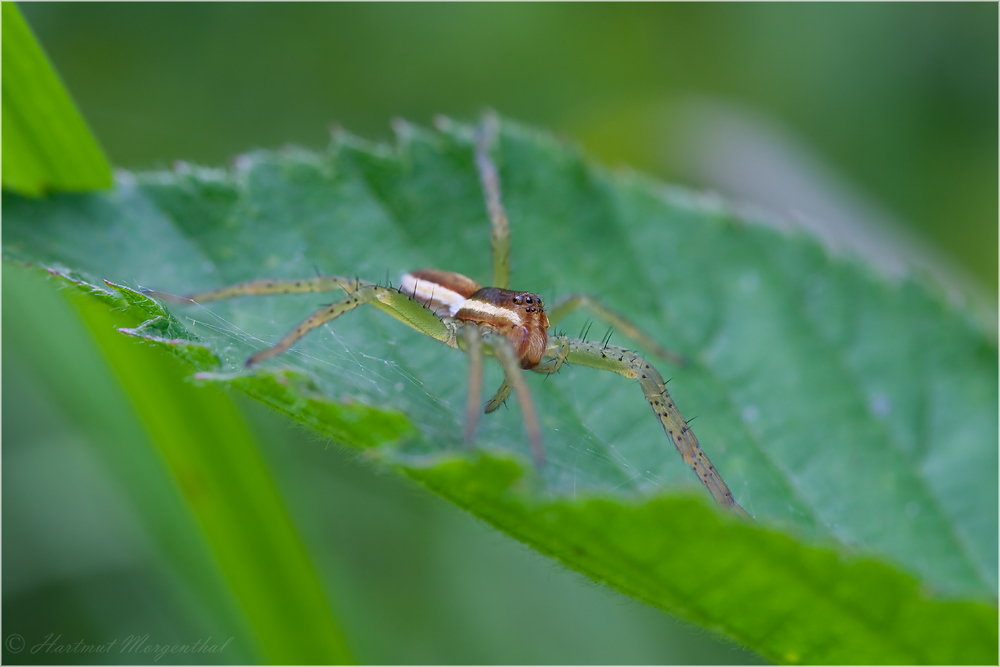 Gerandete Jagdspinne