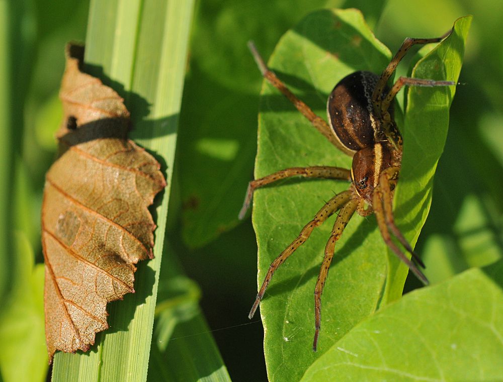 Gerandete Jagdspinne: Ein Brummer auf acht Beinen 01