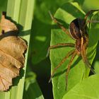 Gerandete Jagdspinne: Ein Brummer auf acht Beinen 01