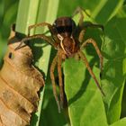 Gerandete Jagdspinne: Ein Brummer auf acht Beinen 02