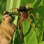 Gerandete Jagdspinne: Ein Brummer auf acht Beinen 02