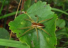 Gerandete Jagdspinne