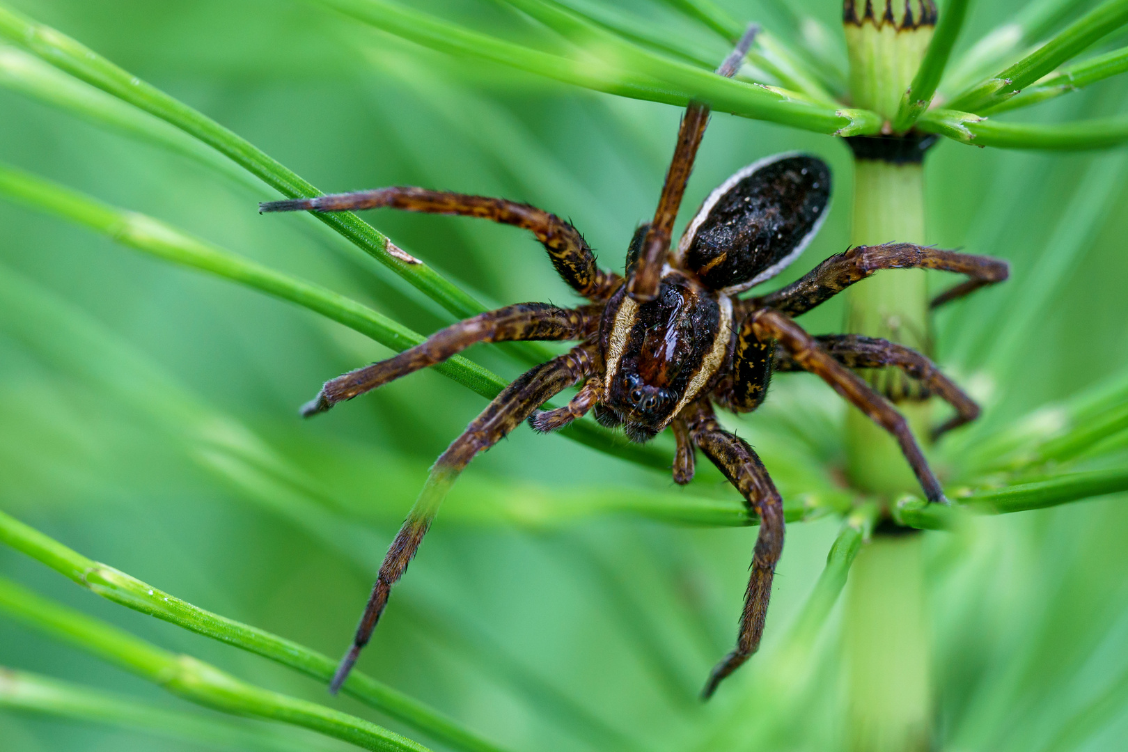 gerandete Jagdspinne im Schachtelhalm