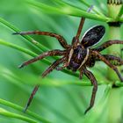 gerandete Jagdspinne im Schachtelhalm