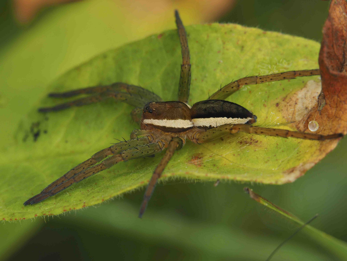 GERANDETE JAGDSPINNE IN BOTTROP