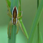 Gerandete Jagdspinne: Lauerstellung