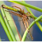 Gerandete Jagdspinne mit Beute