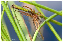 Gerandete Jagdspinne mit Beute