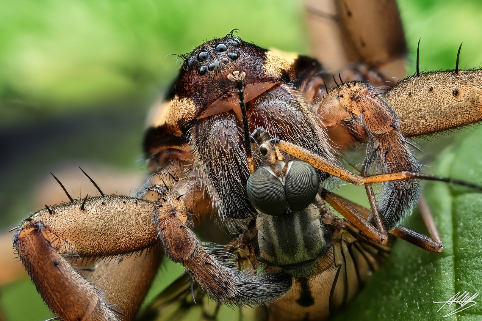 Gerandete Jagdspinne mit Beute 