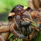Gerandete Jagdspinne mit Beute 