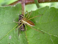 Gerandete Jagdspinne mit Beute