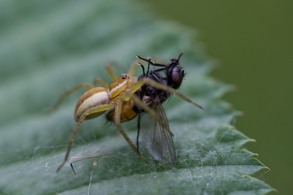 Gerandete Jagdspinne mit Beute