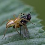 Gerandete Jagdspinne mit Beute