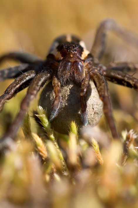 Gerandete Jagdspinne mit Eikokon