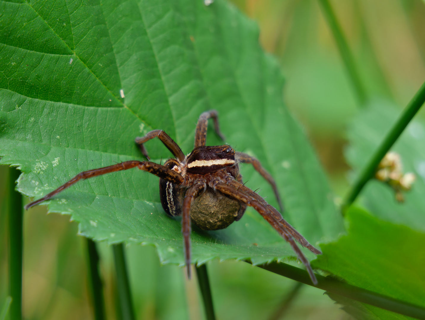 Gerandete Jagdspinne mit Kokon