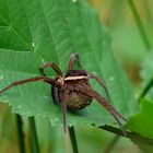 Gerandete Jagdspinne mit Kokon