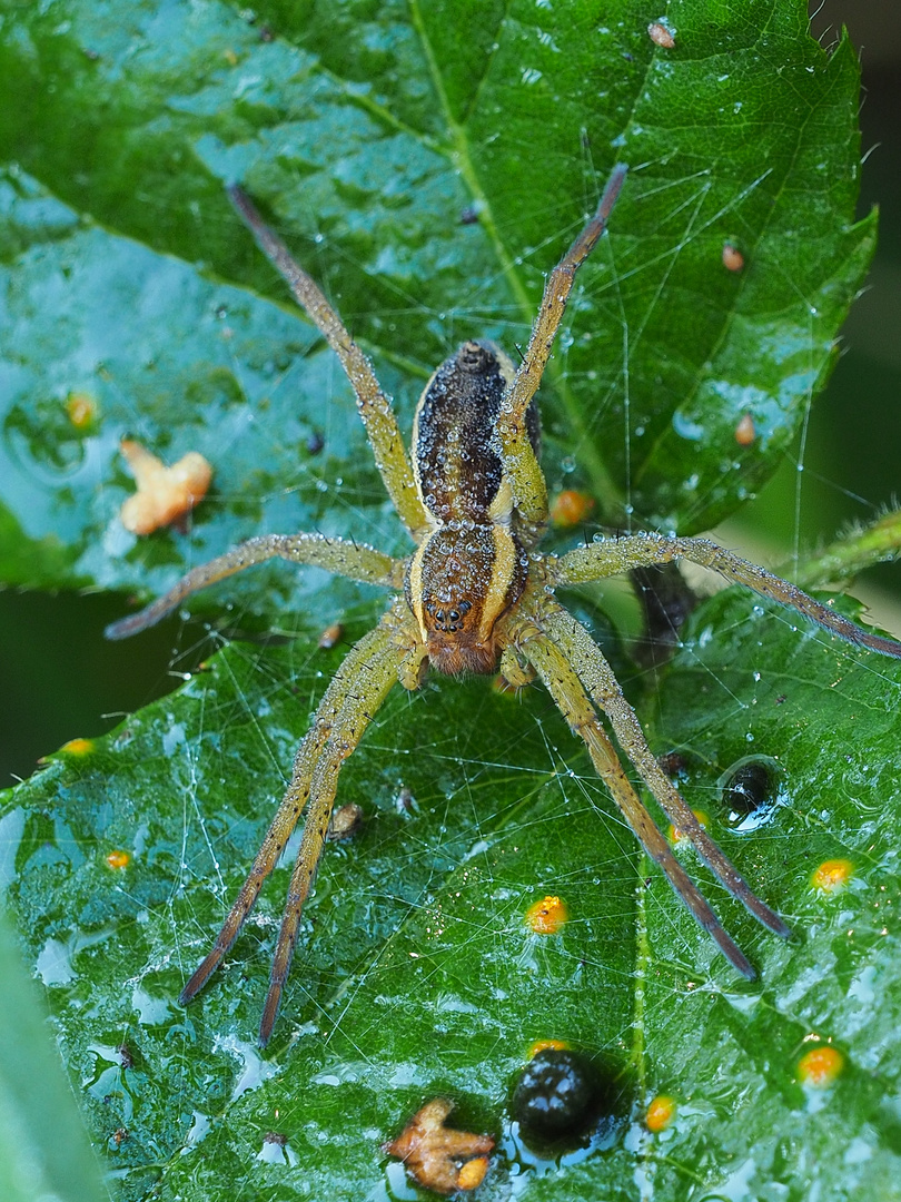 Gerandete Jagdspinne mit Tautropfen 