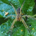 Gerandete Jagdspinne mit Tautropfen 