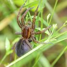 Gerandete Jagdspinne (Weibchen)