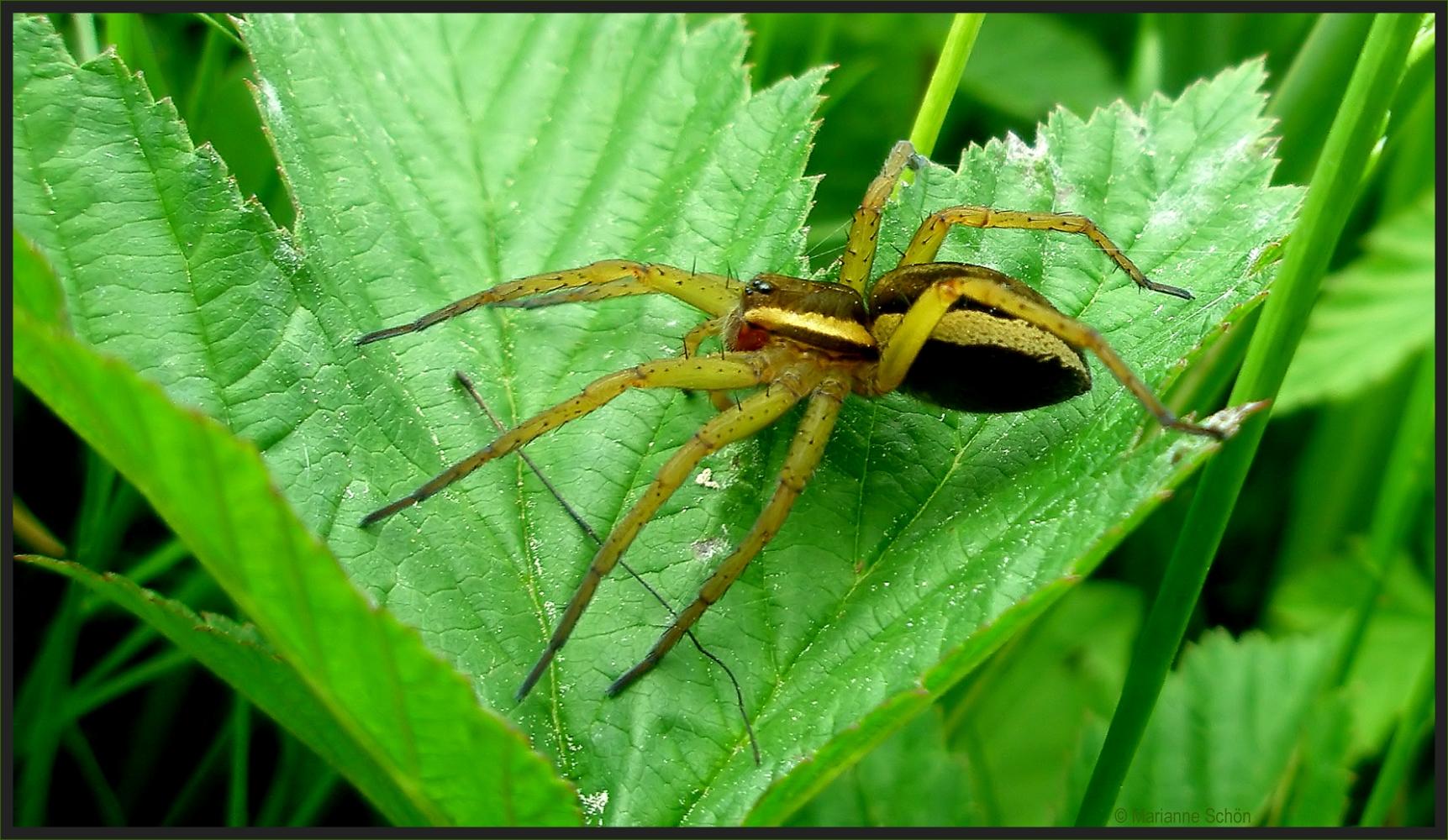 ...Gerandete Jagdspinne...Dolomedes fimbriatus...