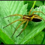 ...Gerandete Jagdspinne...Dolomedes fimbriatus...