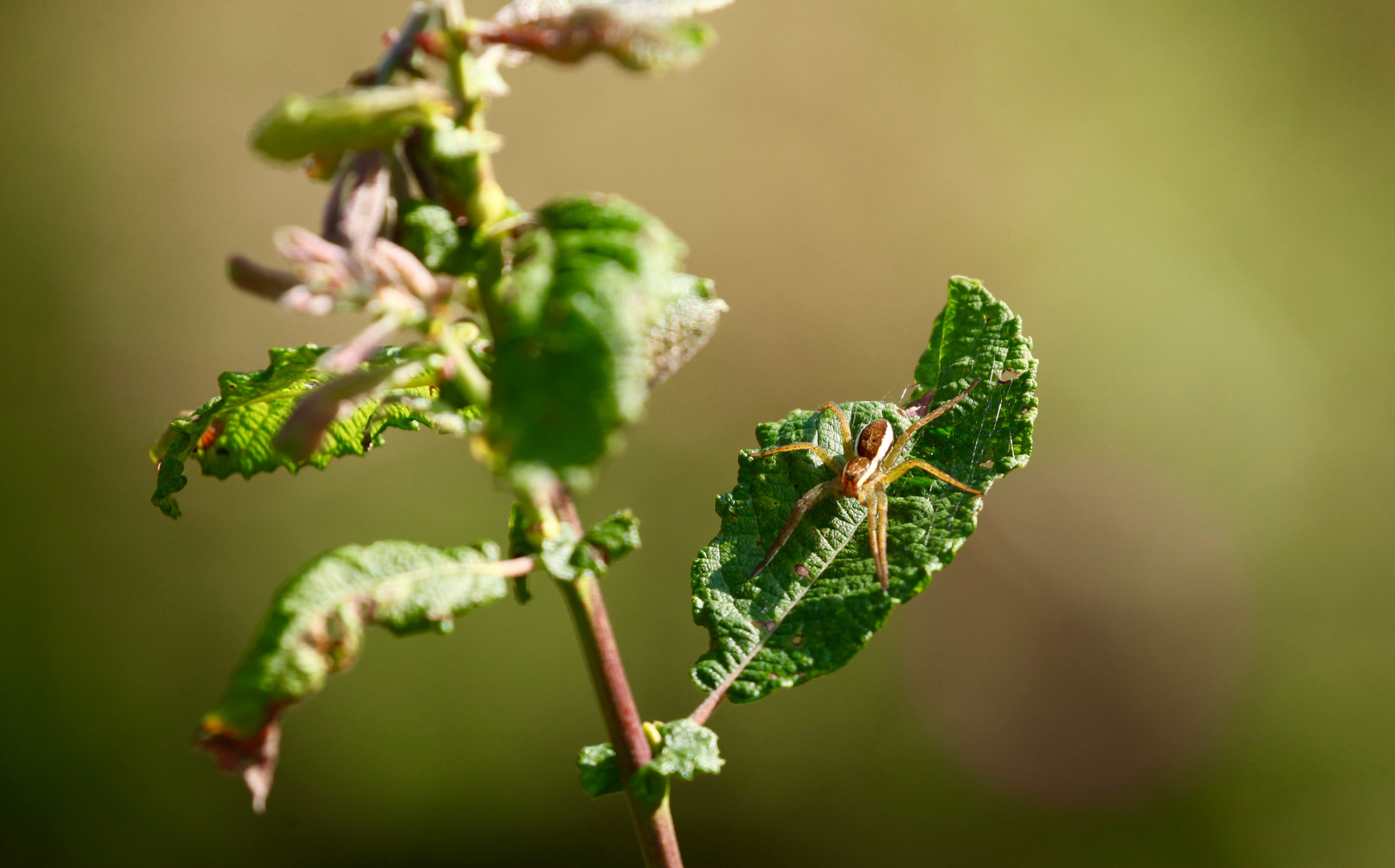 Gerandete Jagdspinne(Dolomedes fimbriatus)