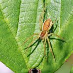 Gerandete Jagdspinne,Dolomedes fimbriatus