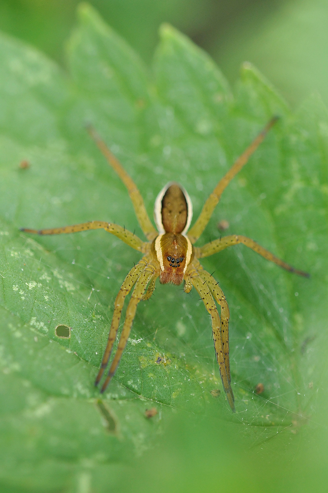 Gerandete (s) Jagdspinne(n) - Grübeln