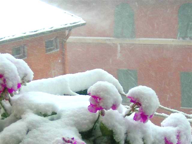 geranei e neve