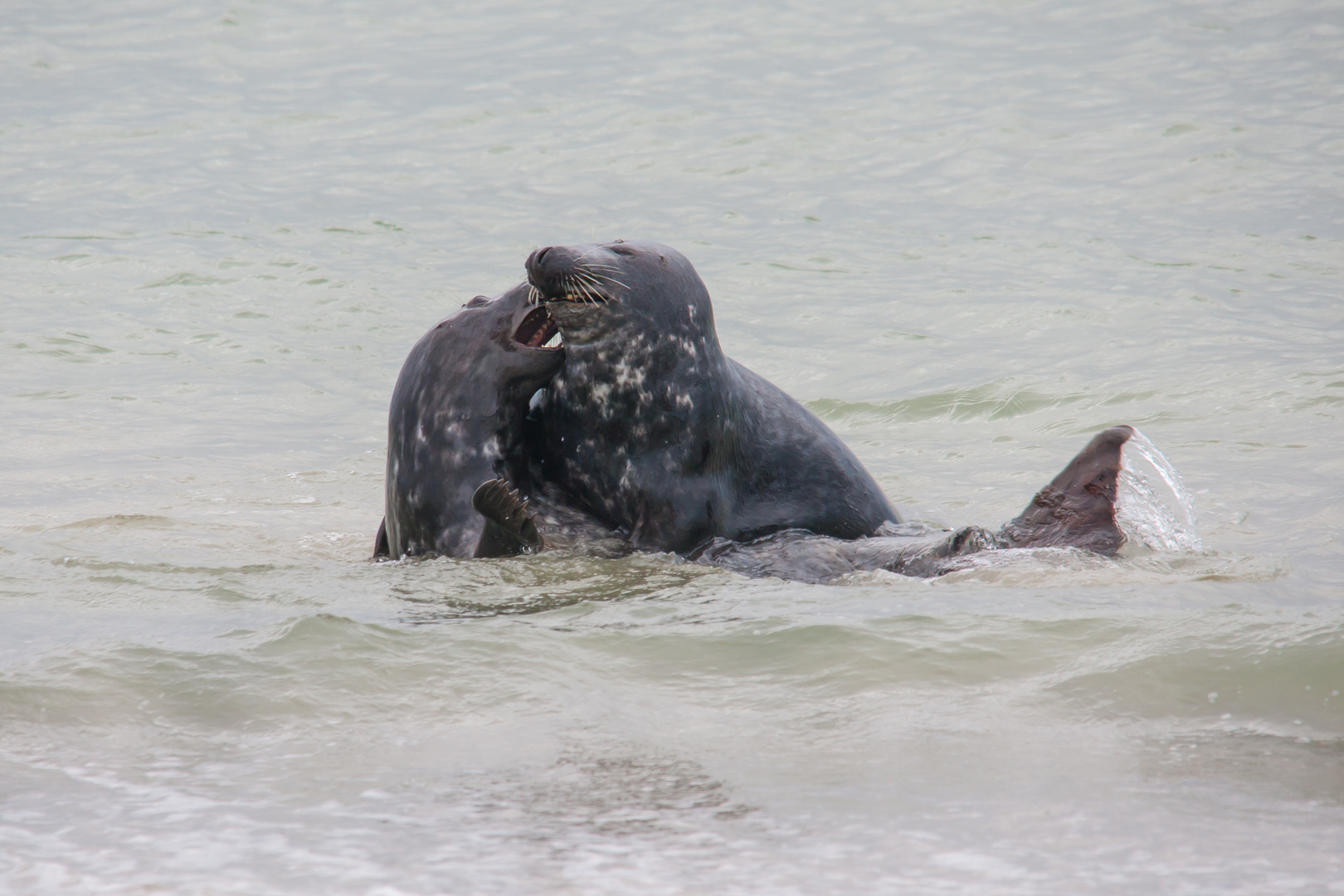 Gerangel im Wasser