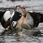 Gerangel unter Nilgänsen