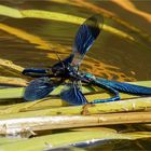 Gerangel zweier gebänderte Prachtlibellen - Calopteryx splendens - männl.  .....