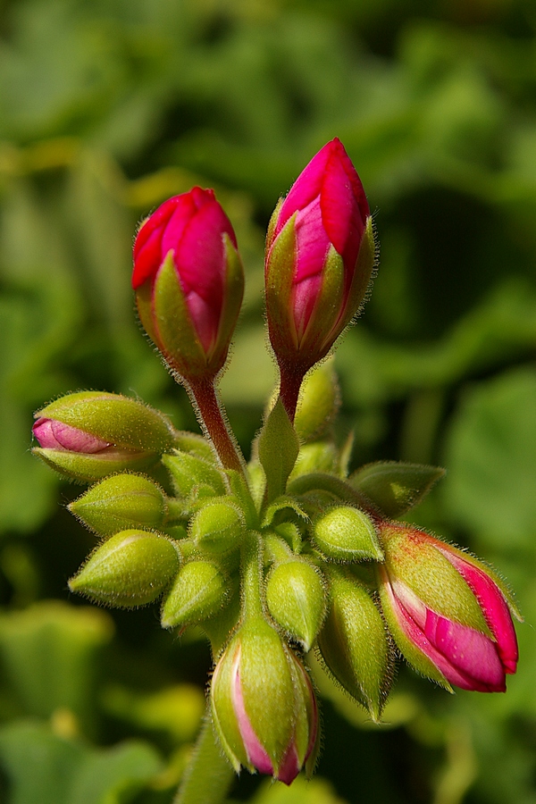 Gerani del mio balcone