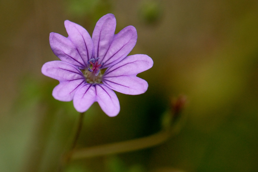 Geraniacea - Geranium pyrenaicum