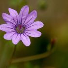 Geraniacea - Geranium pyrenaicum